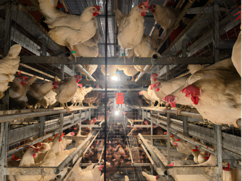 8868体育官网下载多家国内禽业设备商于2023年畜博会中展出蛋鸡非笼养系统(图2)